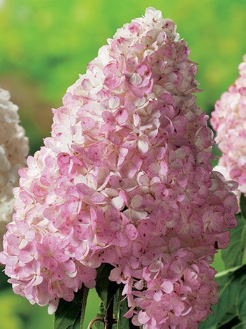 Rispenhortensie (Hydrangea paniculata)  'Vanille-Fraise ©'