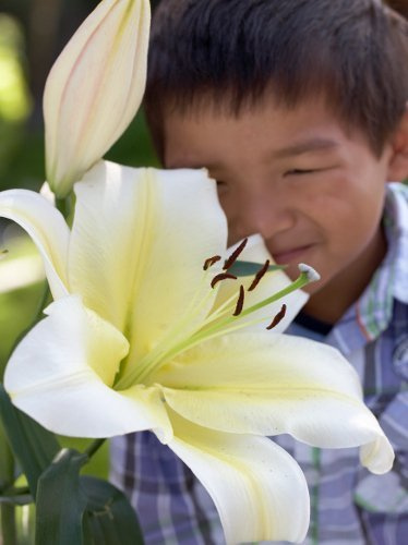 Lilie (Lilium) 'Big Brother'