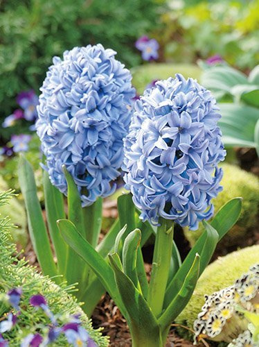 Hyazinthe (Hyacinthus) 'Sky Jacket'