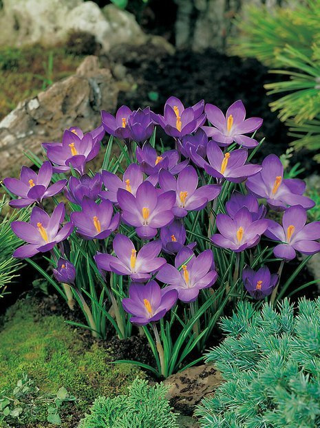 MEGAPACK Krokus (Crocus) 'Ruby Giant'