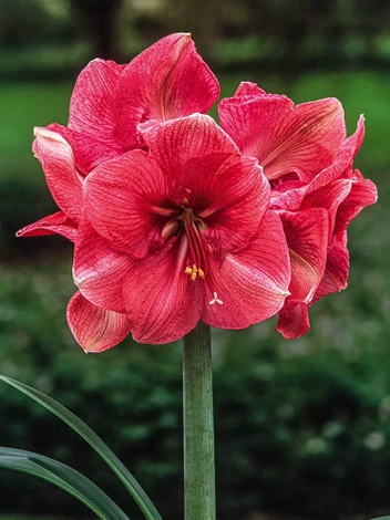 Ritterstern (Hippeastrum) 'Hercules'  Zwiebel XXL 1 St.