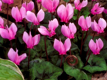 Neapolitanisches Alpenveilchen (Cyclamen)