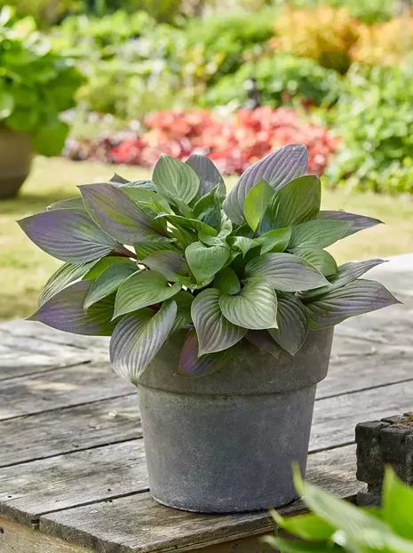 Funkie (Hosta) 'First Blush' 1 szt.