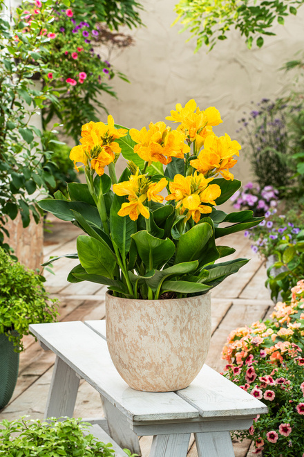 Blumenrohr (Canna) 'Happy Emily' 1 St.