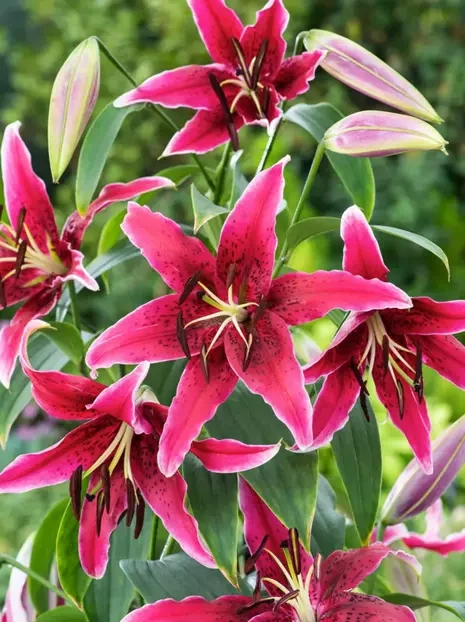 Lilie (Lilium) 'Miss Feya'  1 St.