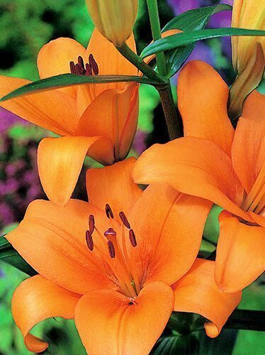 Asiatische Billige Orange Lilie (Lilium) 1 Stk.