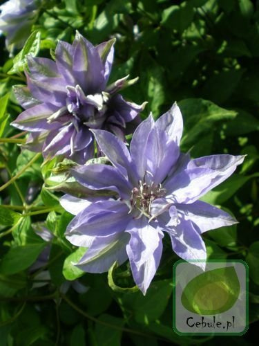 Powojnik (Clematis) Teshio