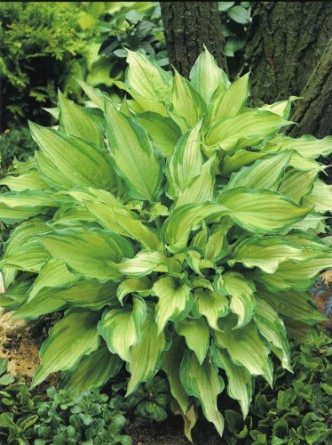 Funkie (Hosta fortunei) 'Albopicta'