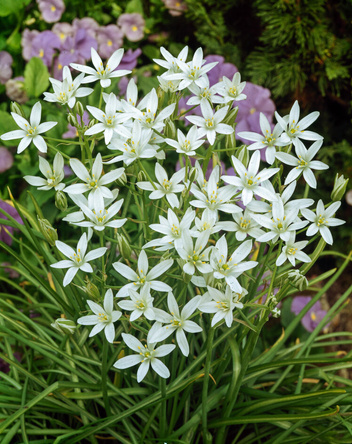 Dolden-Milchstern ( Ornithogalum umbellatum ) 5 St.