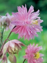 Akelei (Aquilegia) 'Barlow Pink' 1 St.