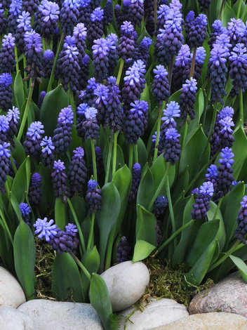 Traubenhyazinthe (Muscari latifolium)