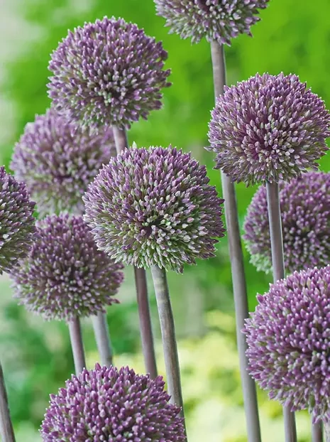 Zierlauch (Allium) 'Summer Drummer'