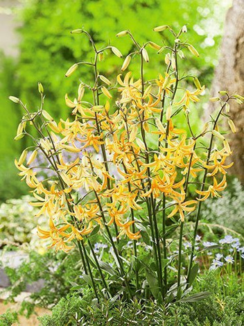 Lilie (Lilium) 'Guinea Gold'