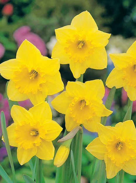 Narzisse (Narcissus) 'Carlton'