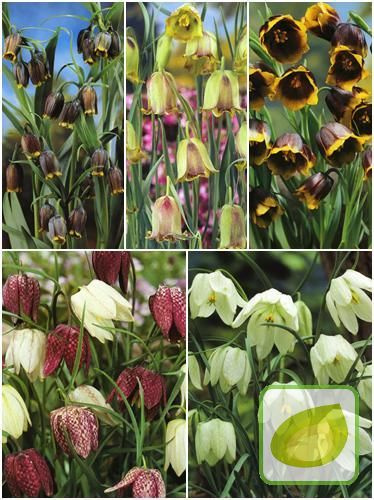 Satz von Fritillarien