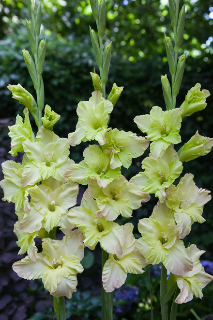 Gladiole (Gladiolus) 'Alicia' 5 St.