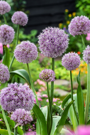 Zierlauch ( Allium ) Lucky Ballons 1 Zwiebeln