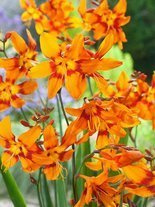 Montbretie (Crocosmia) 'Emily McKenzie' 5 St.