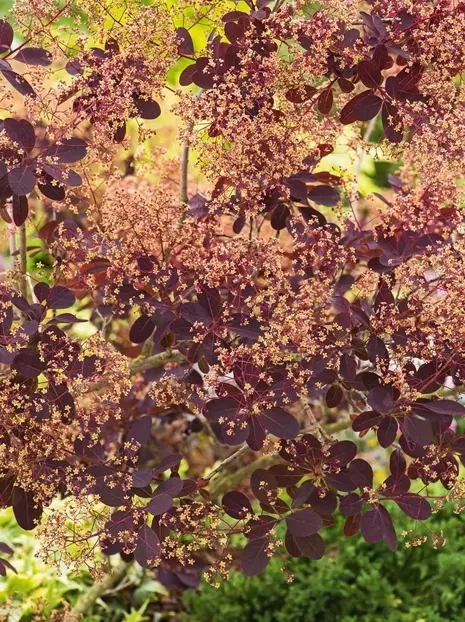 Podolien-Perückenstrauch (Cotinus coggygria) 'Royal Purple'