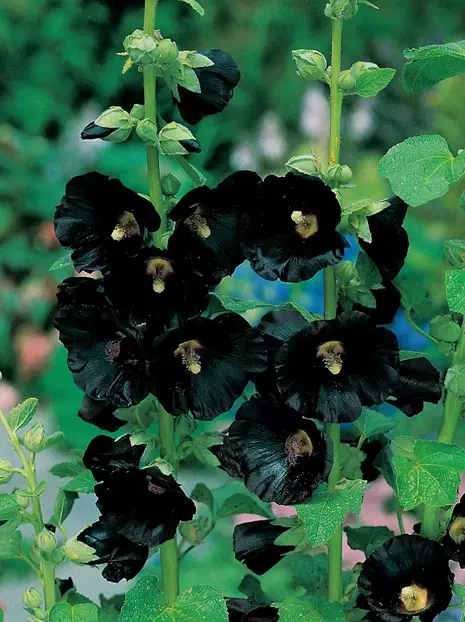 Stockrose (Alcea) Schwarz 1 St.