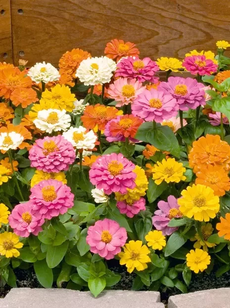 Samen Zinnie (Zinnia elegans) mix