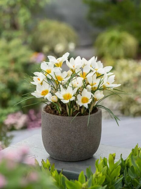 Krokus billig (Crocus) 'Snowbunting'