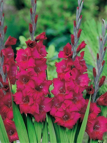 Gladiole billig (Gladiolus) 'Plum Tart'