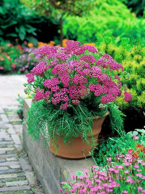 Schafgarbe (Achillea) 'Lilac Beauty' 1 St.