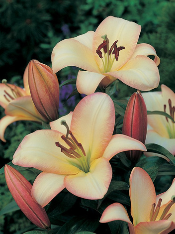 Lilie (Lilium) 'Boogie Woogie' 1 St.