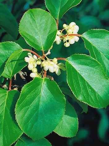 Kleinfrüchtige Kiwis (Aktinidia arguta) 'Weiki' männlich