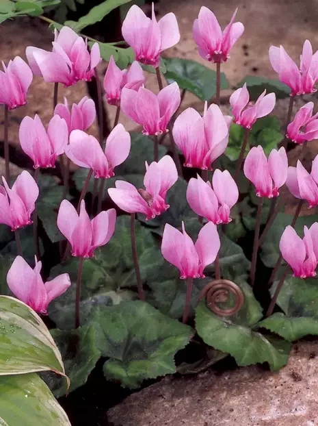 Neapolitanisches Alpenveilchen (Cyclamen neapolitanum) 1 St.