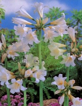 Amarylis Belladonna Alba