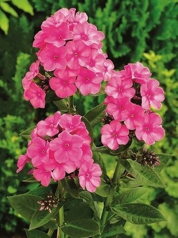 Flammenblume (Phlox paniculata) 'Windsor'