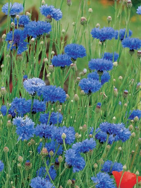 Samen Kornblume (Centaurea cyanus)