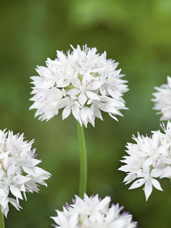 Zierknoblauch (Allium) 'Gracefull Beauty' 5 St.