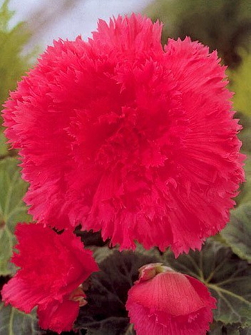 Flockige Begonie (Begonia fimbriata) Rosa 1 St.