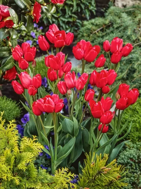 Tulpe (Tulipa) 'Merry Go Round'