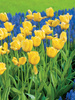 Tulpe (Tulipa) 'Golden Apeldoorn'