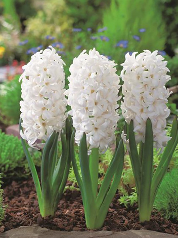 Hyazinthe (Hyacinthus) 'Carnegie'