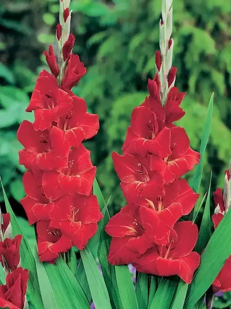 Mieczyk (Gladiolus) Oscar