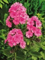 Flammenblume (Phlox paniculata) 'Windsor'