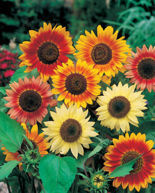 Samen Dekorative Sonnenblume (Helianthus) Mix