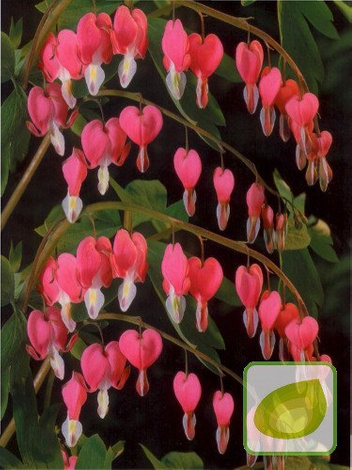 Herzblumen (Dicentra) Spectabilis