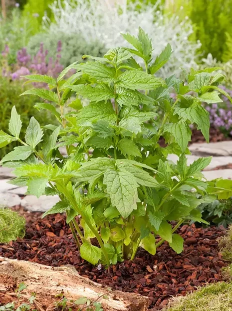 Samen Valerian (Valeriana officinalis)