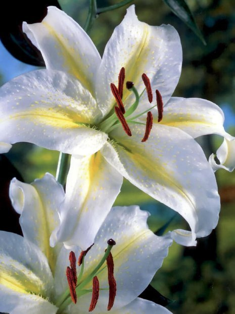 Lilie (Lilium) 'Devotion'