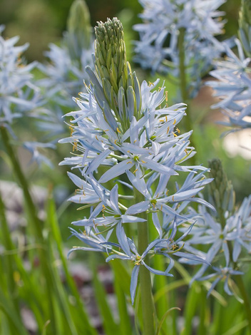 Präriekerze (Camassia) 'Cusickii'