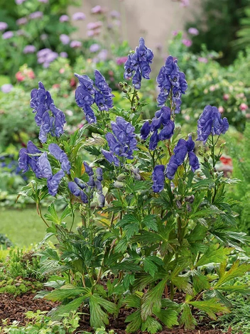 Herbst-Eisenhut (Aconitum) 'Arendsi' 1 St.