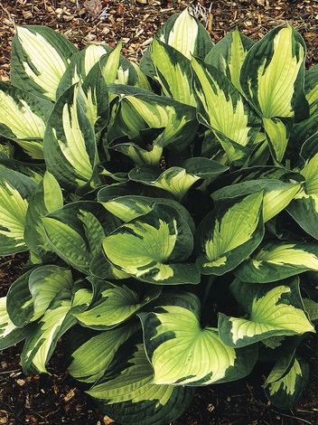 Funkie (Hosta) 'Whirlwind'