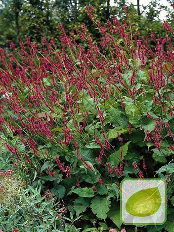 Kerzen-Knöterich (Persicaria) Black Field