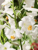 Lilie (Lilium candidum) - 'Heiliger Antonius'